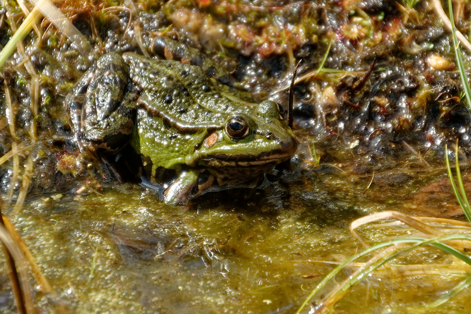 Frosch