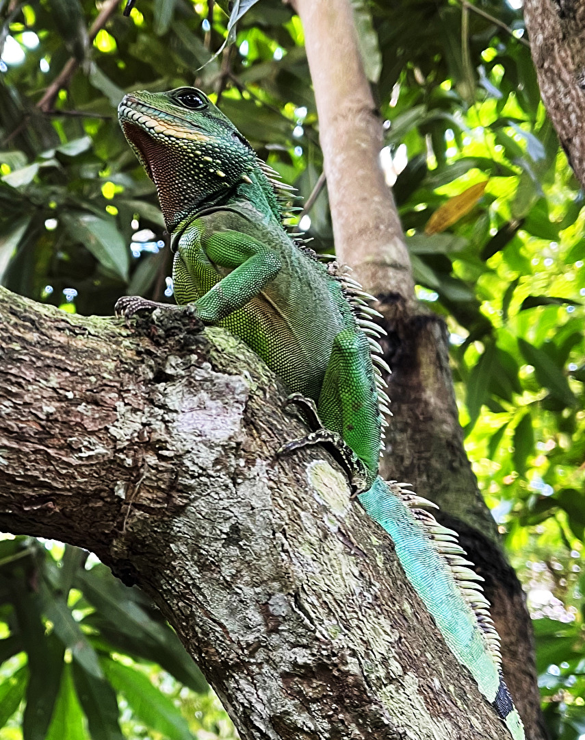 Grüne Wasseragame