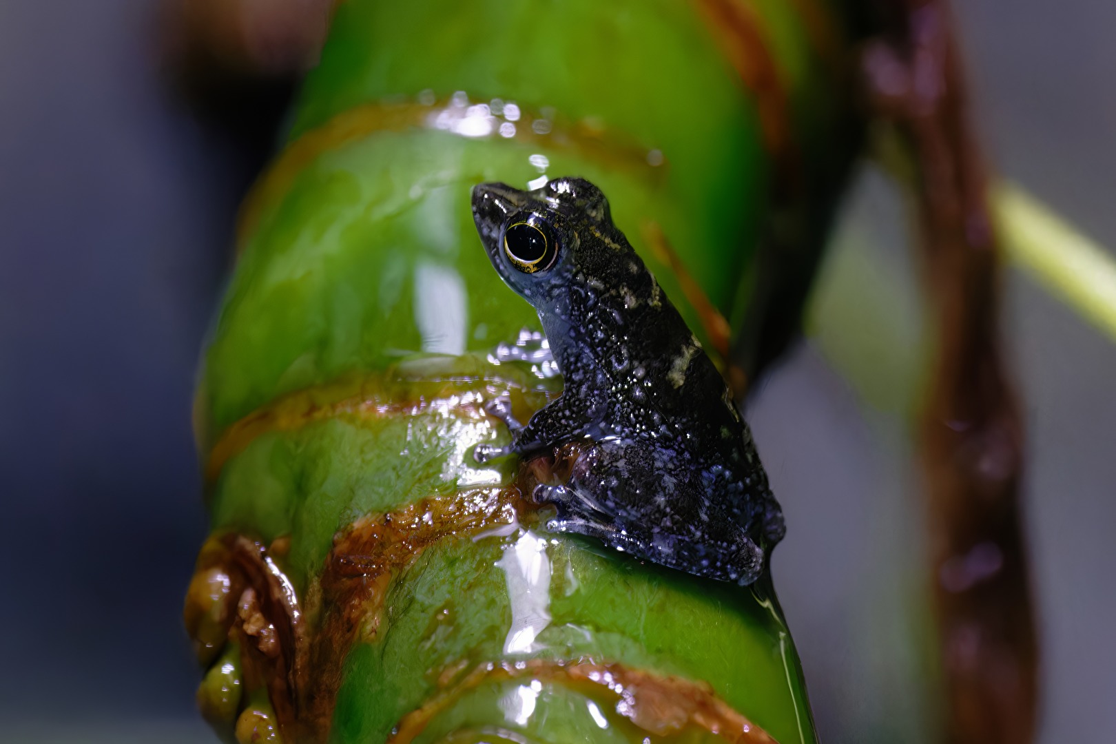 Winkerfrosch (Staurois parvus)