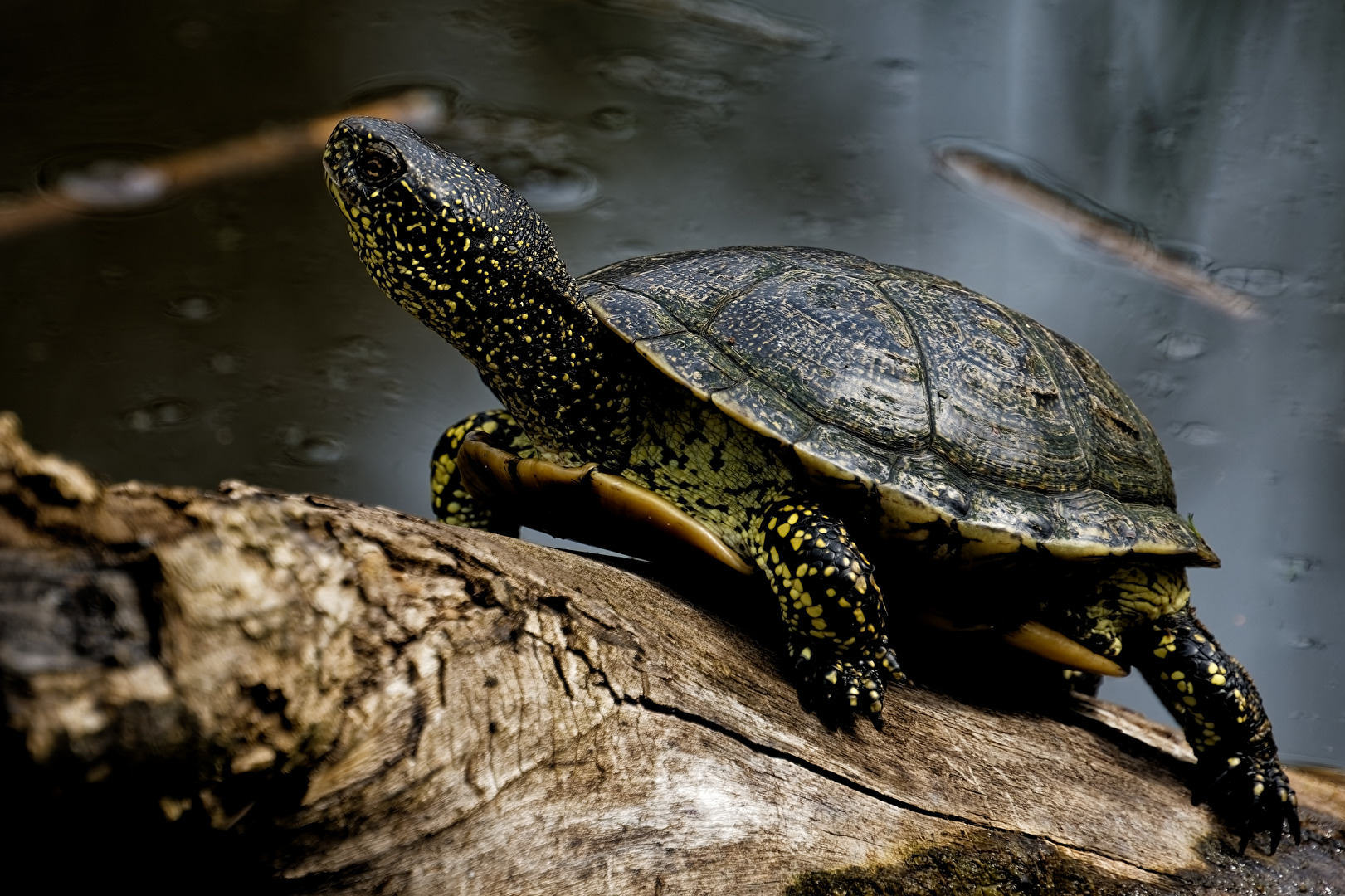 Wasserschildkröte