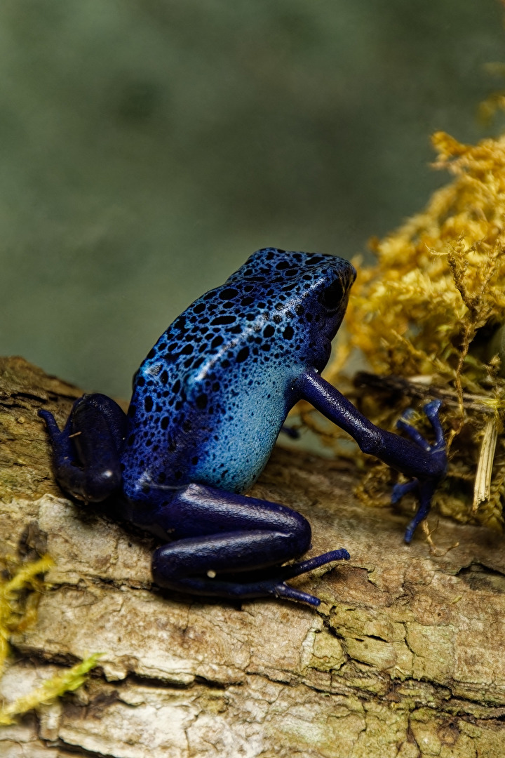 Blauer Baumsteiger