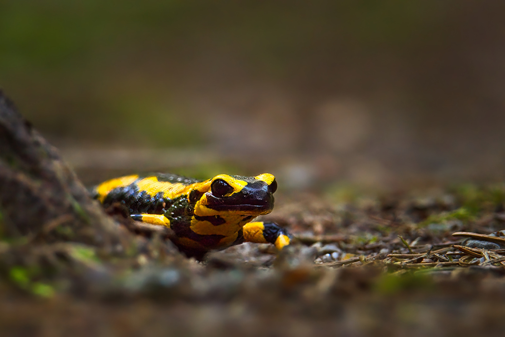 Salamander