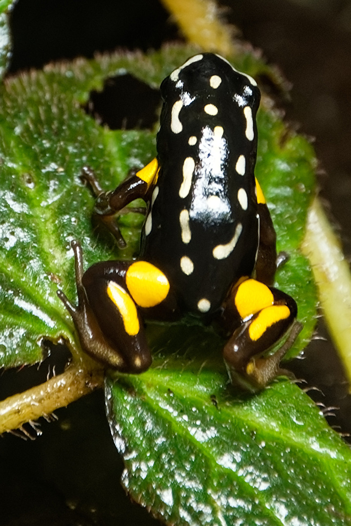 Gelber Baumsteiger