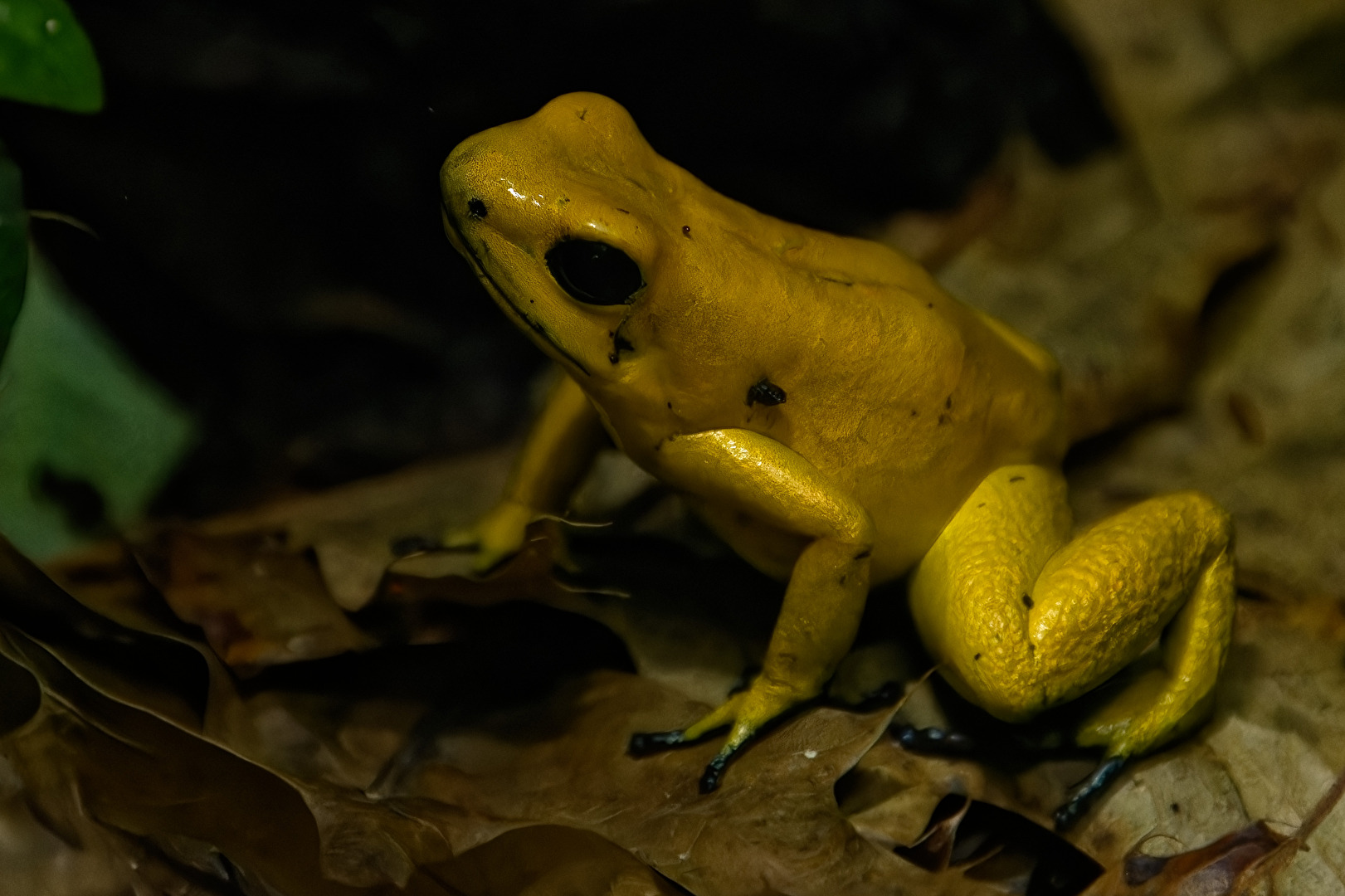Schrecklicher Pfeilgiftfrosch