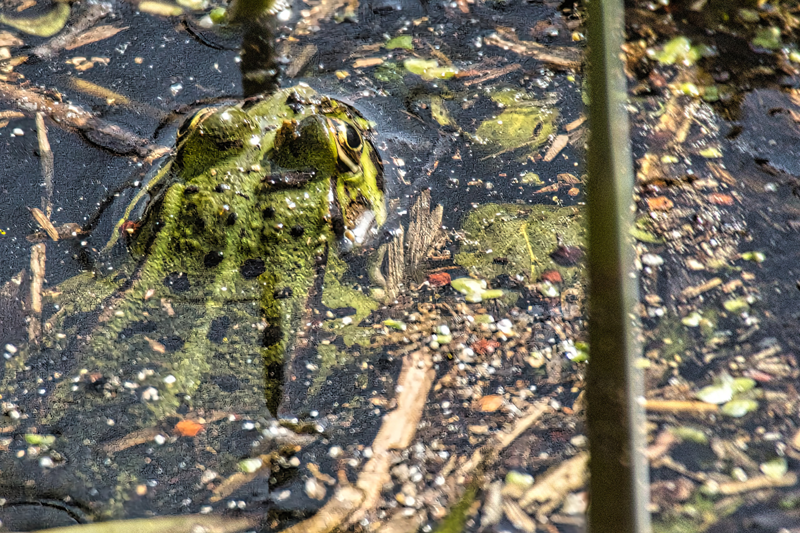 Amphibien, Lurche