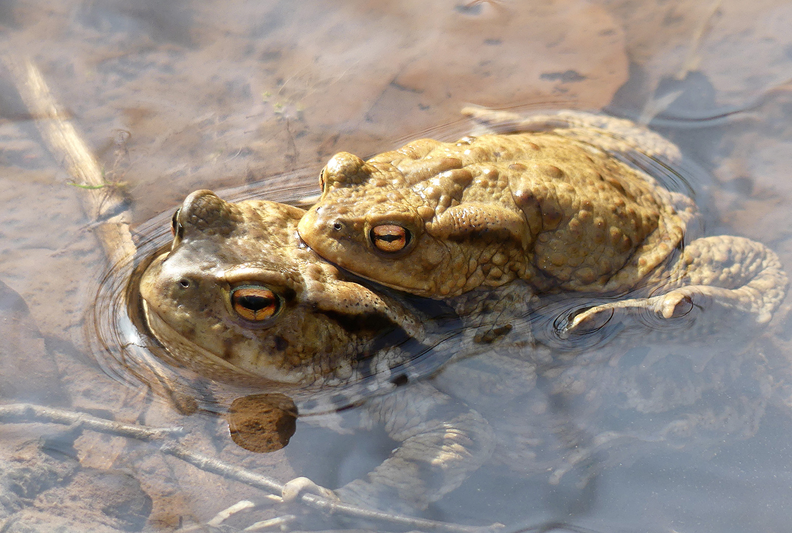 Eine trage des anderen Last