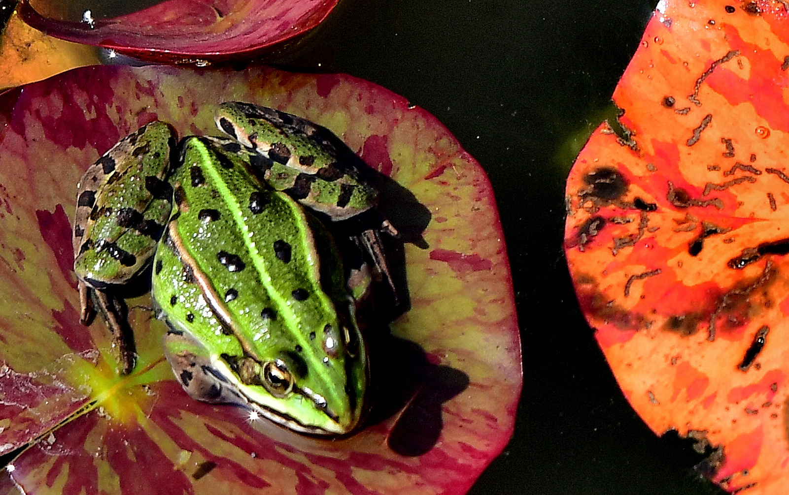 Unser neuer Teichbewohner