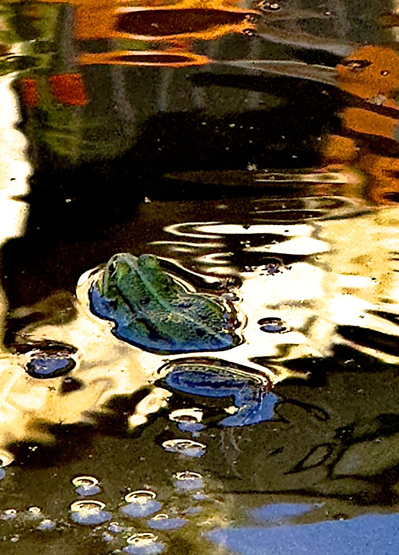 Unser Frosch, mal anders fotografiert 😊