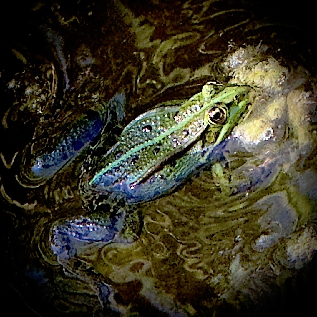 Unser Frosch, mal anders fotografiert 😊