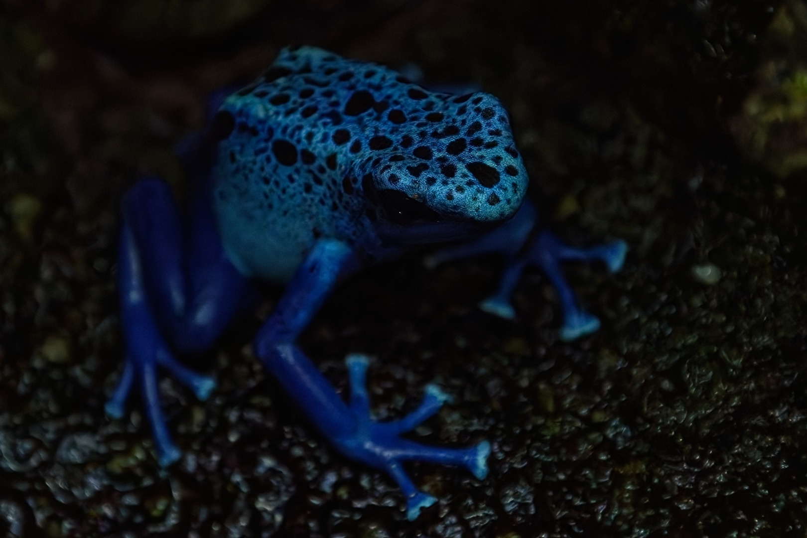 Blauer Baumsteiger