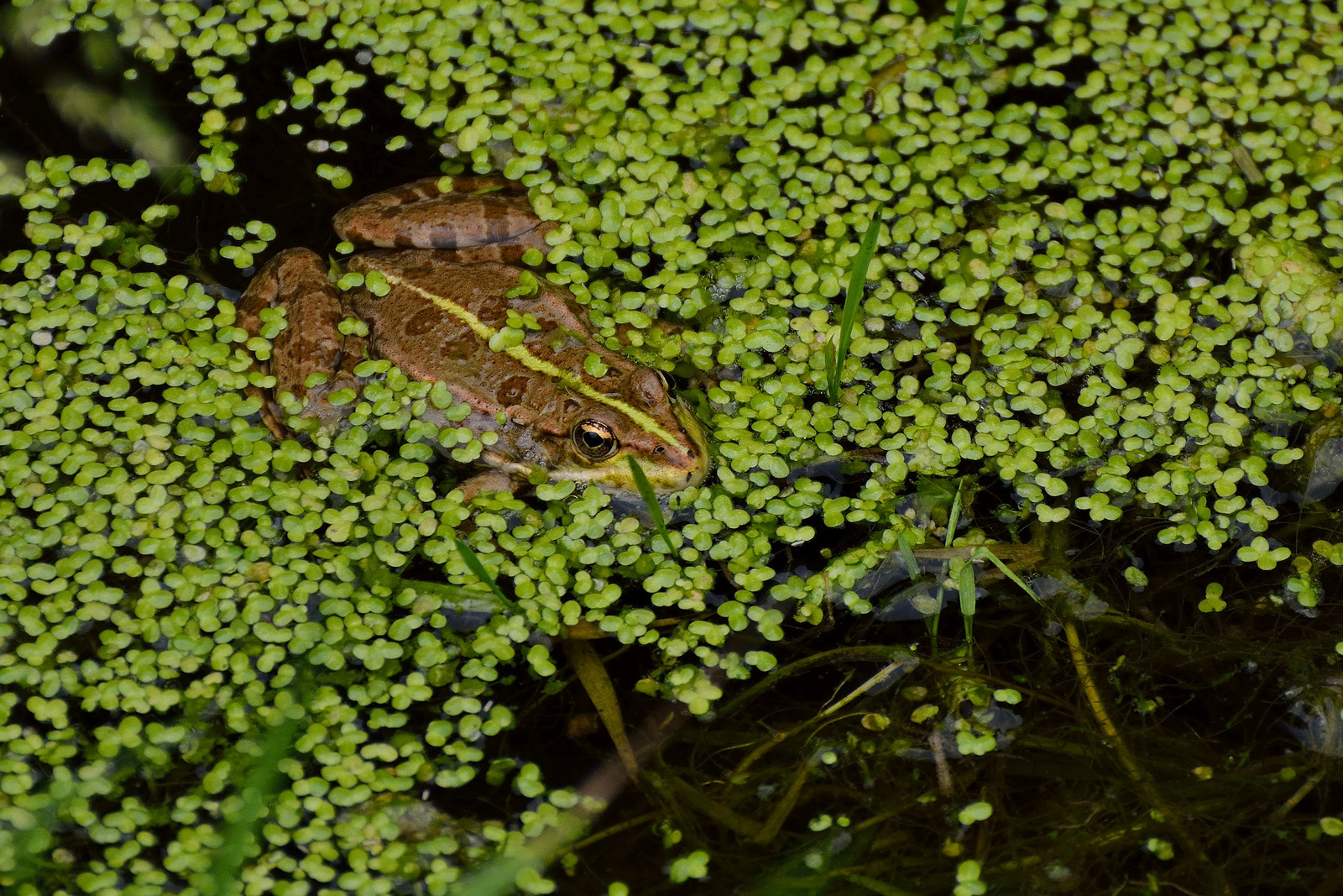 Linsensuppe mit Einlage