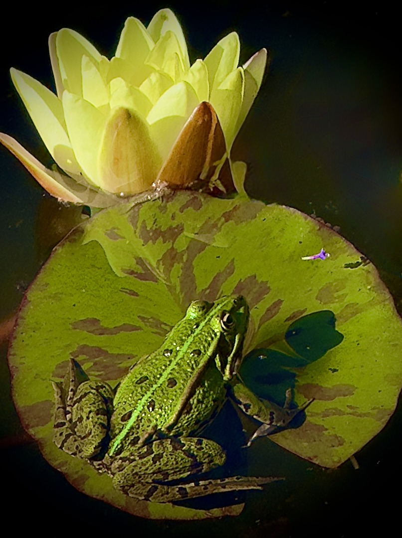 Ich hol mir die Krone