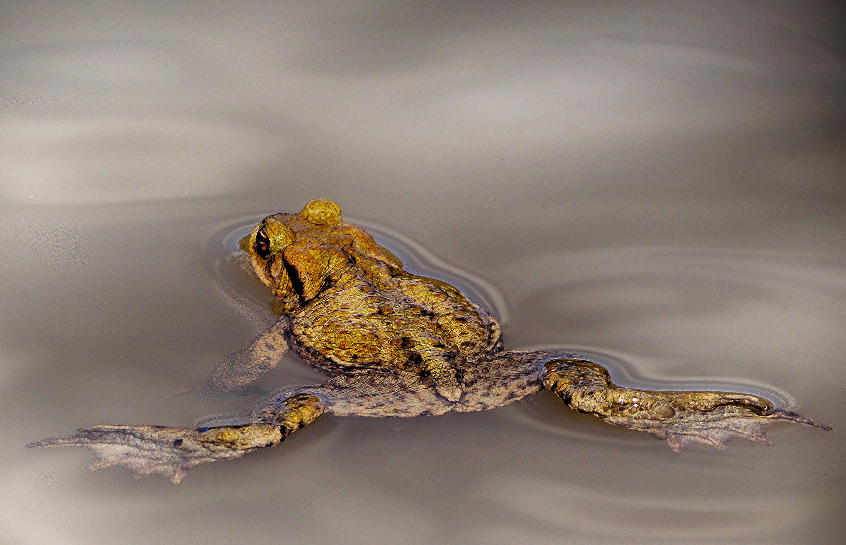 Wer sucht , der findet