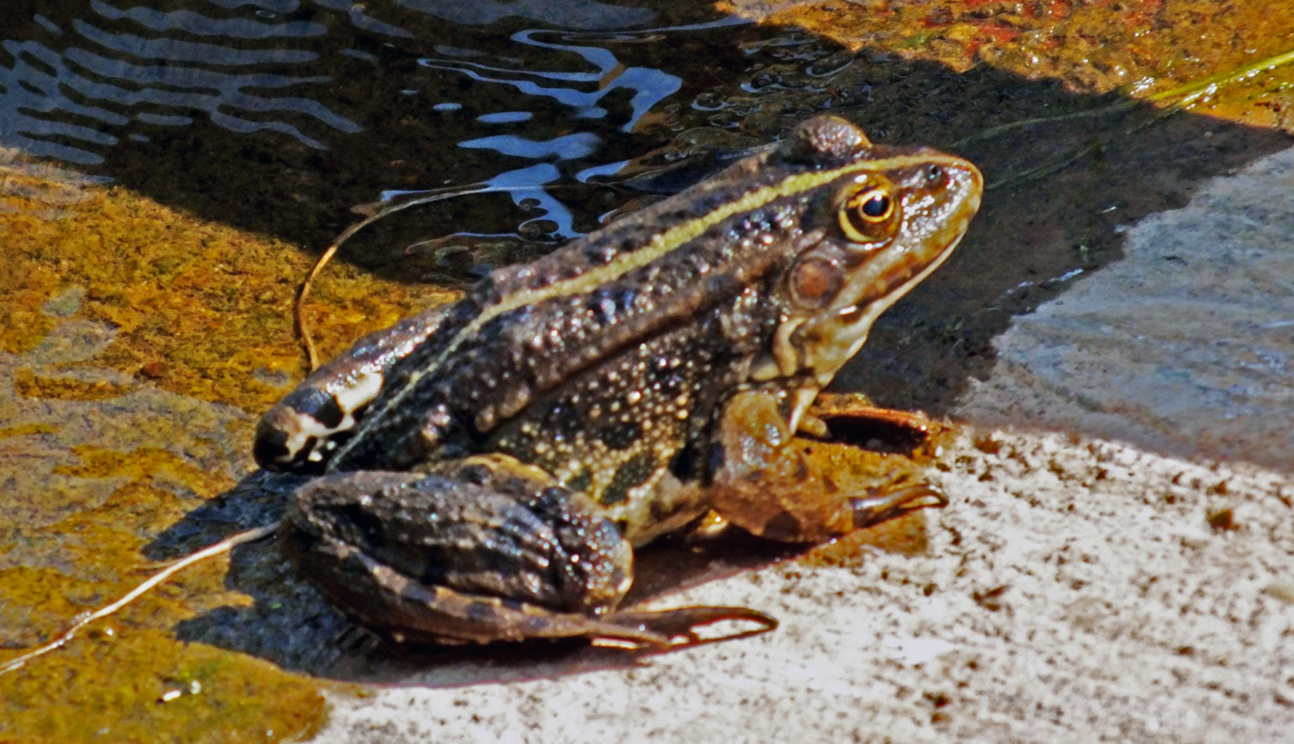 Frosch
