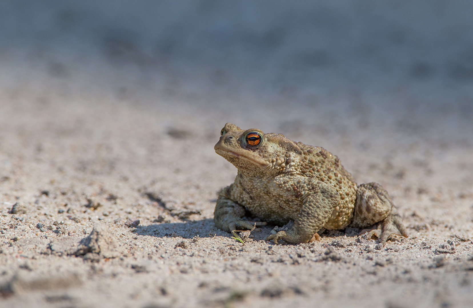 Common toad