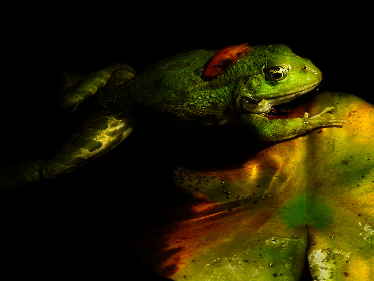 Künstlerisches Froschleben