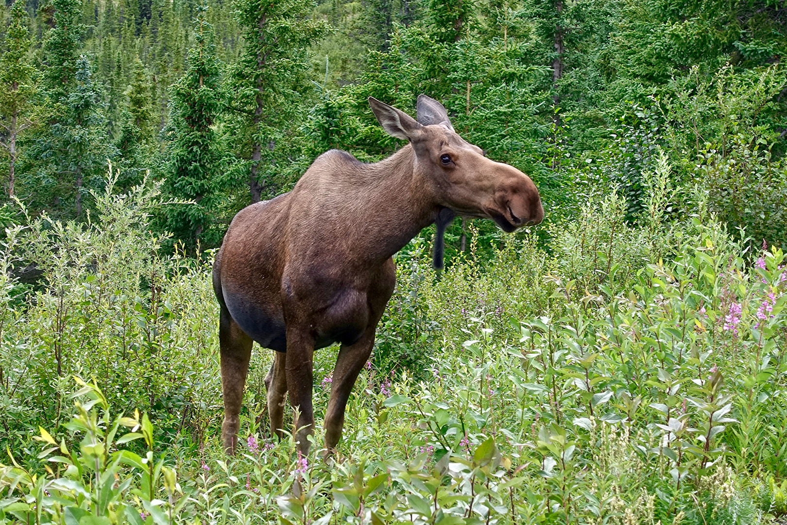 Denali National Park, USA