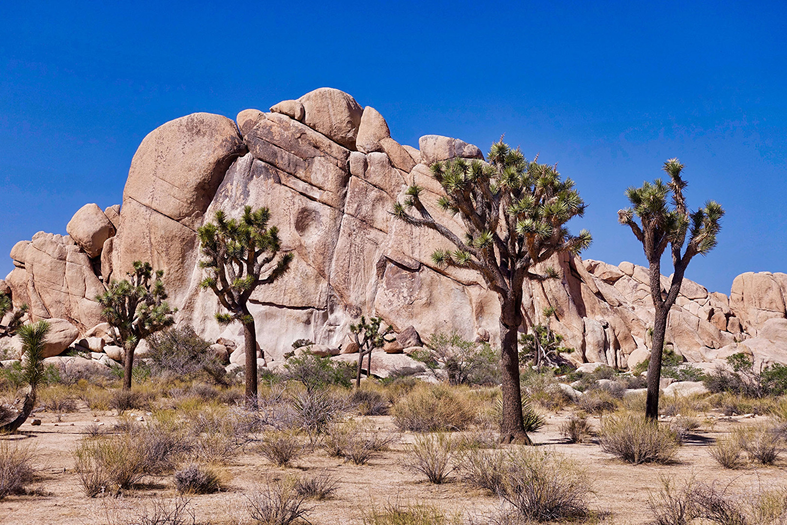 Joshua Tree National Park