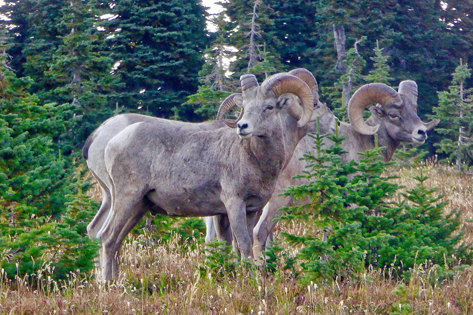 Glacier Nationalpark, USA