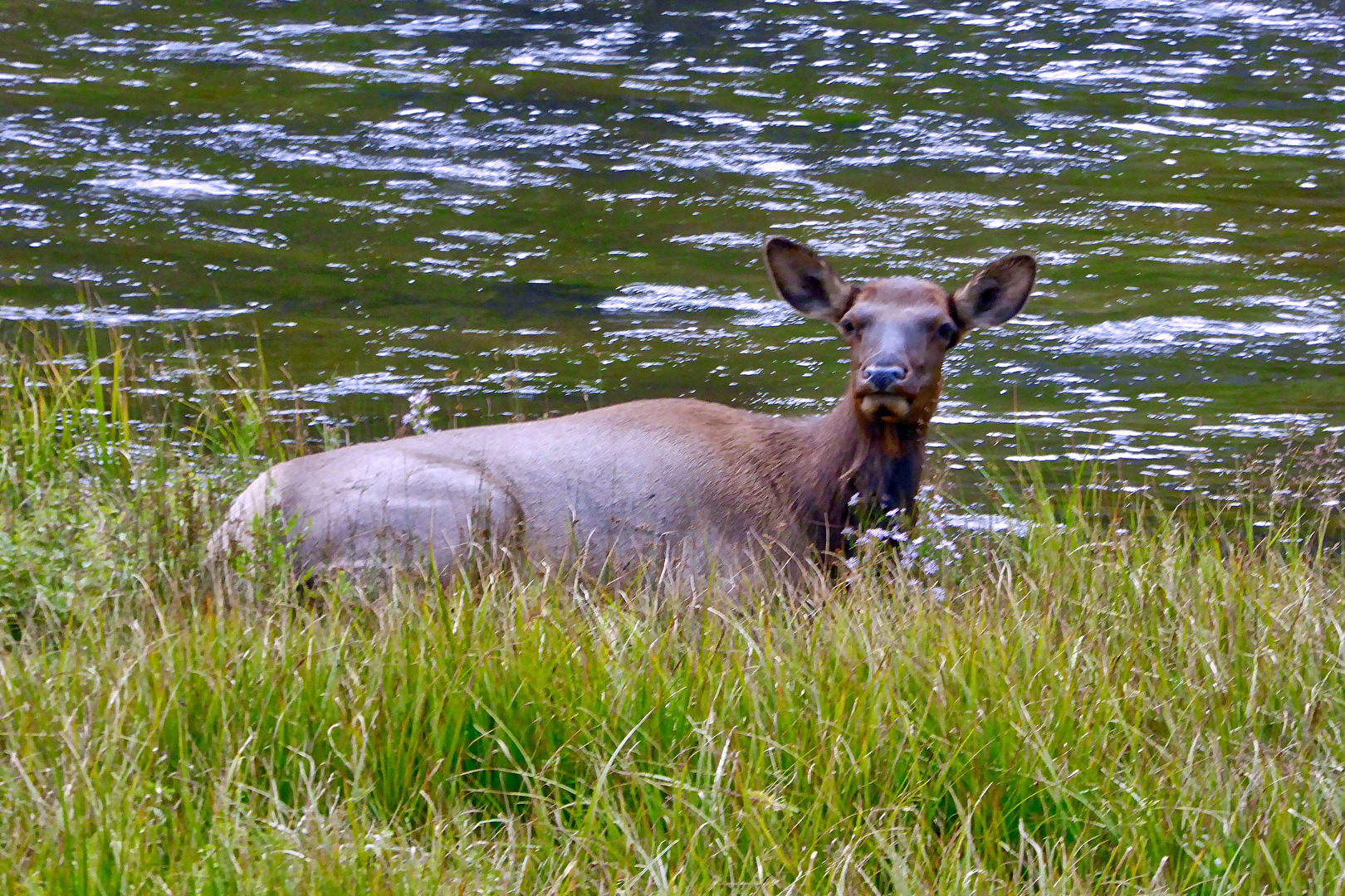 Yellowstone National Park, USA