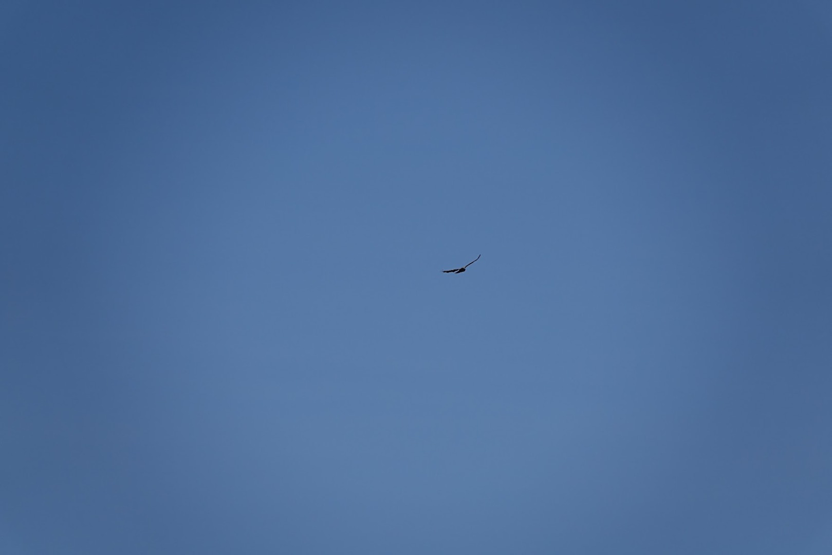 Condor Wappentier von Peru