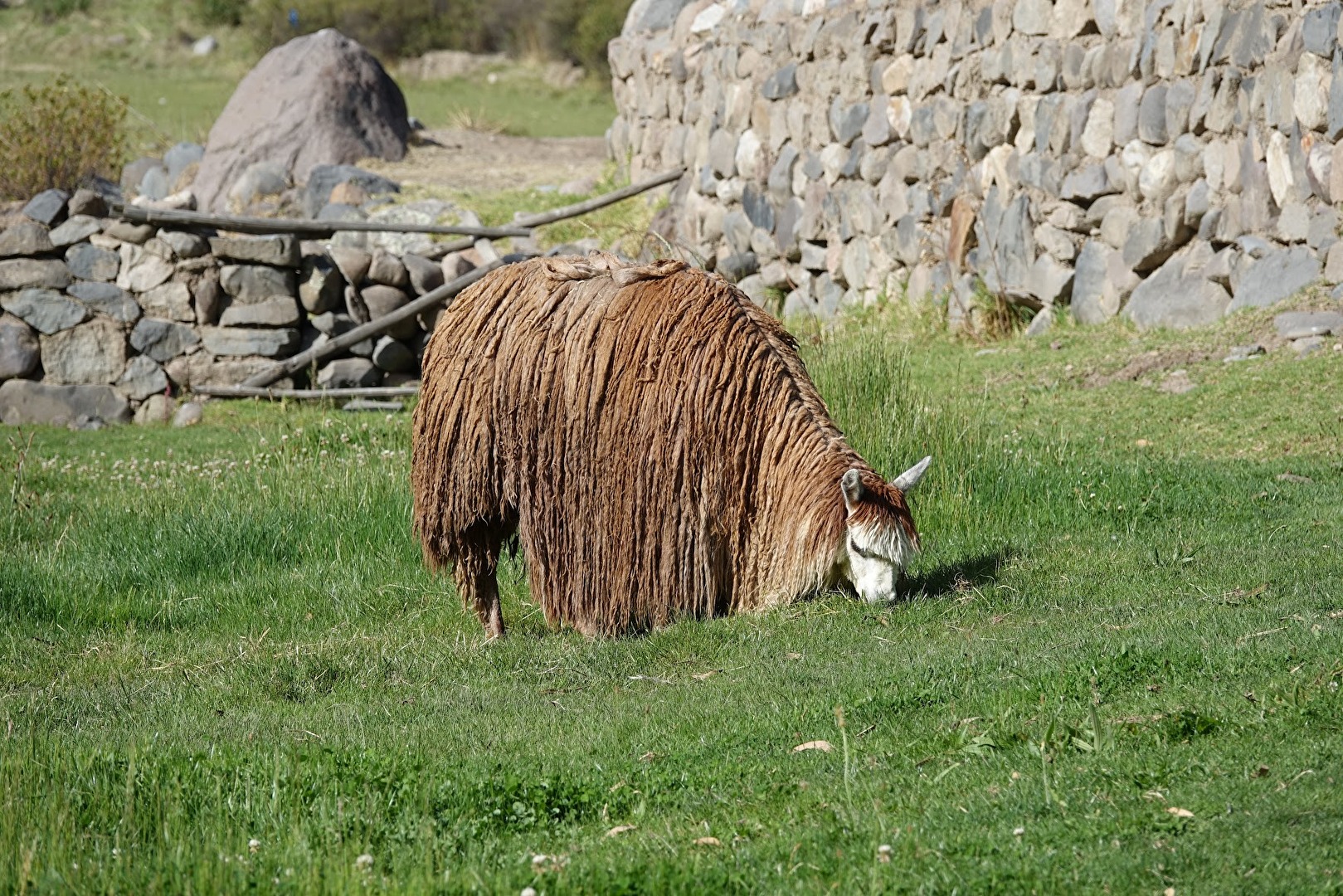 Lama mit langen Fell.