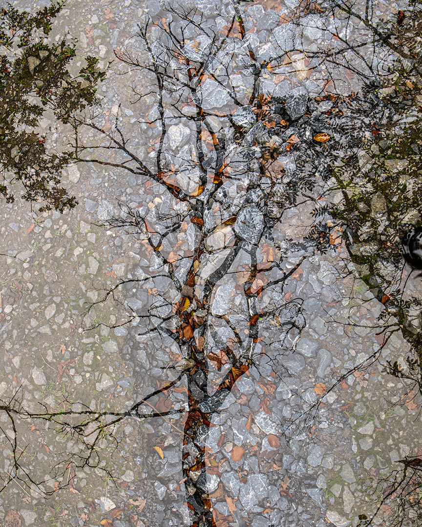 Steinweg und toter Baum