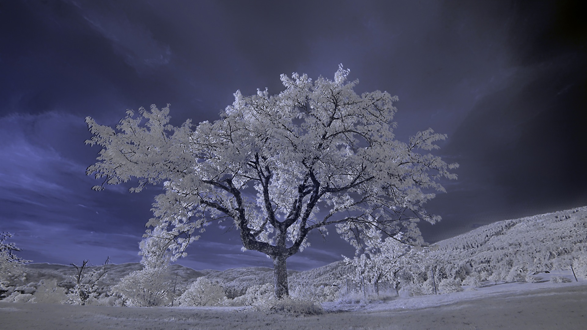# Infrarot #Baum - Winter im Sommer