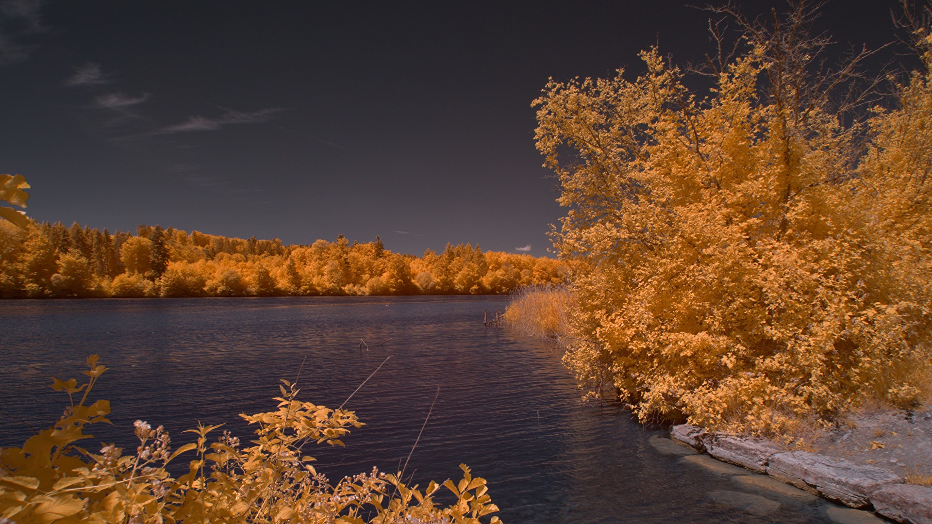 Infrarot - Rheinufer in gold