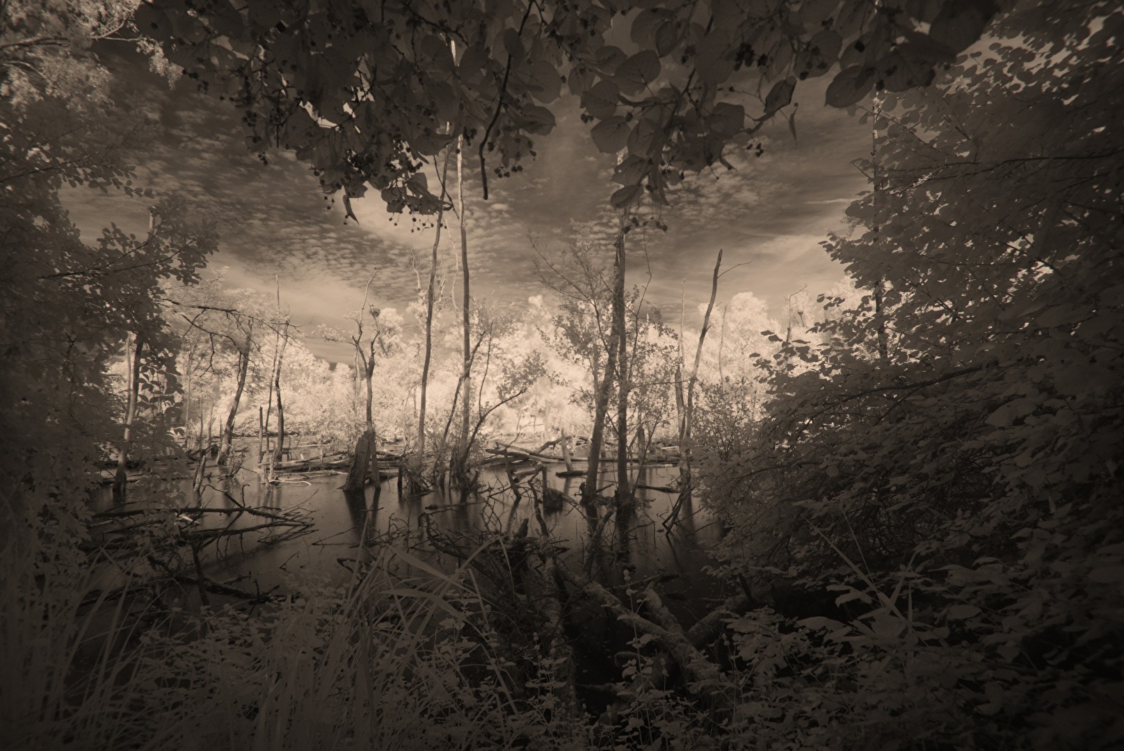 Monochrom Wald - southern mirkwood