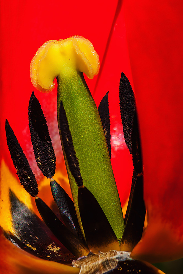 Das Innere einer Tulpe