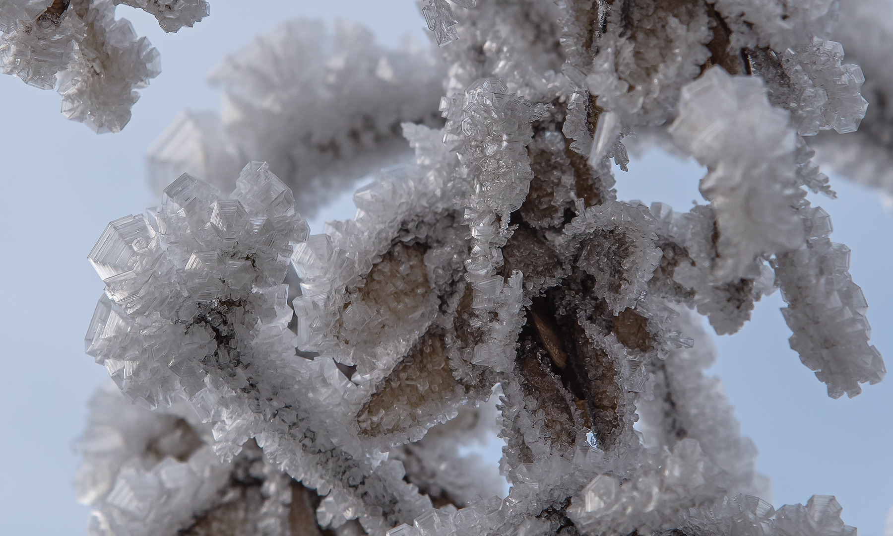 #Makro - Raureif
