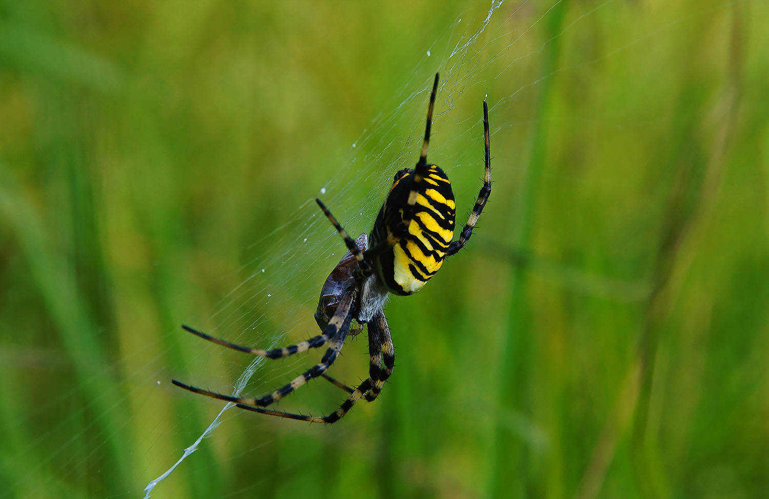 Wespenspinne (Argiope bruennichi)