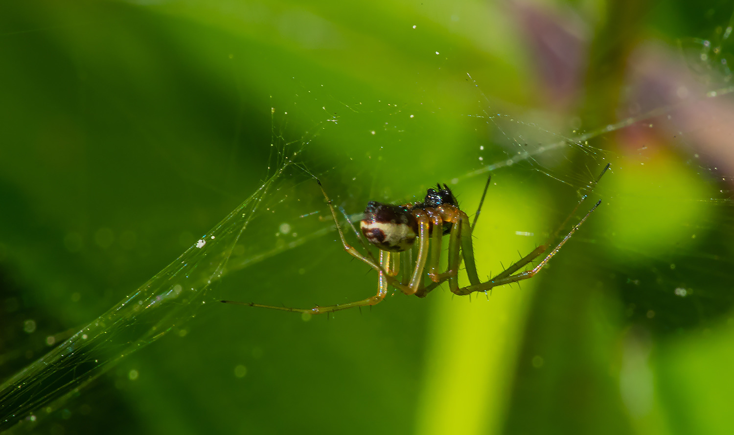 Orchard Spider