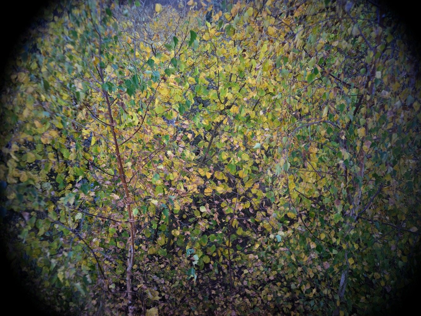 Jupiter 12 an Fujifilm 50S