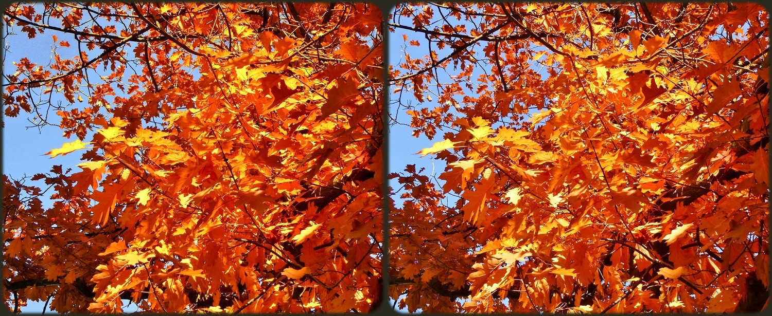 Herbst - in 3D - Kreuzblick