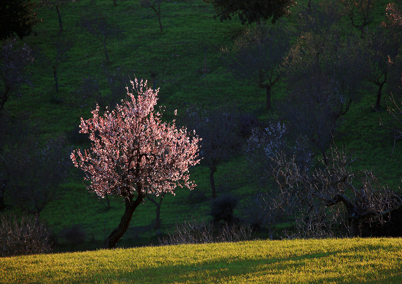 MANDELBLÜTE