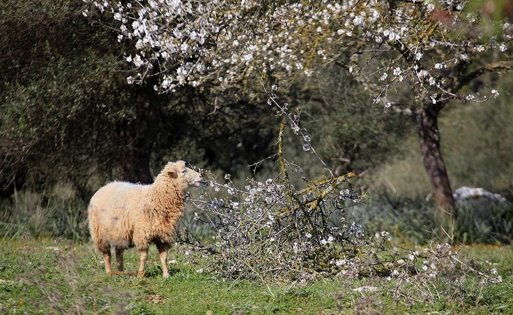 MANDELBLÜTE