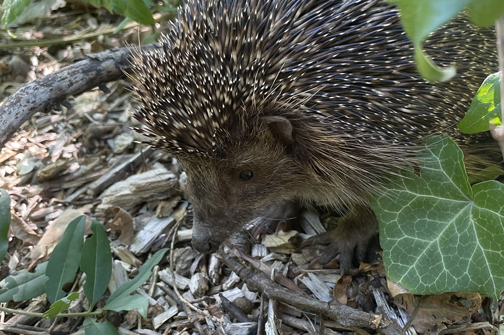 Igel im Park