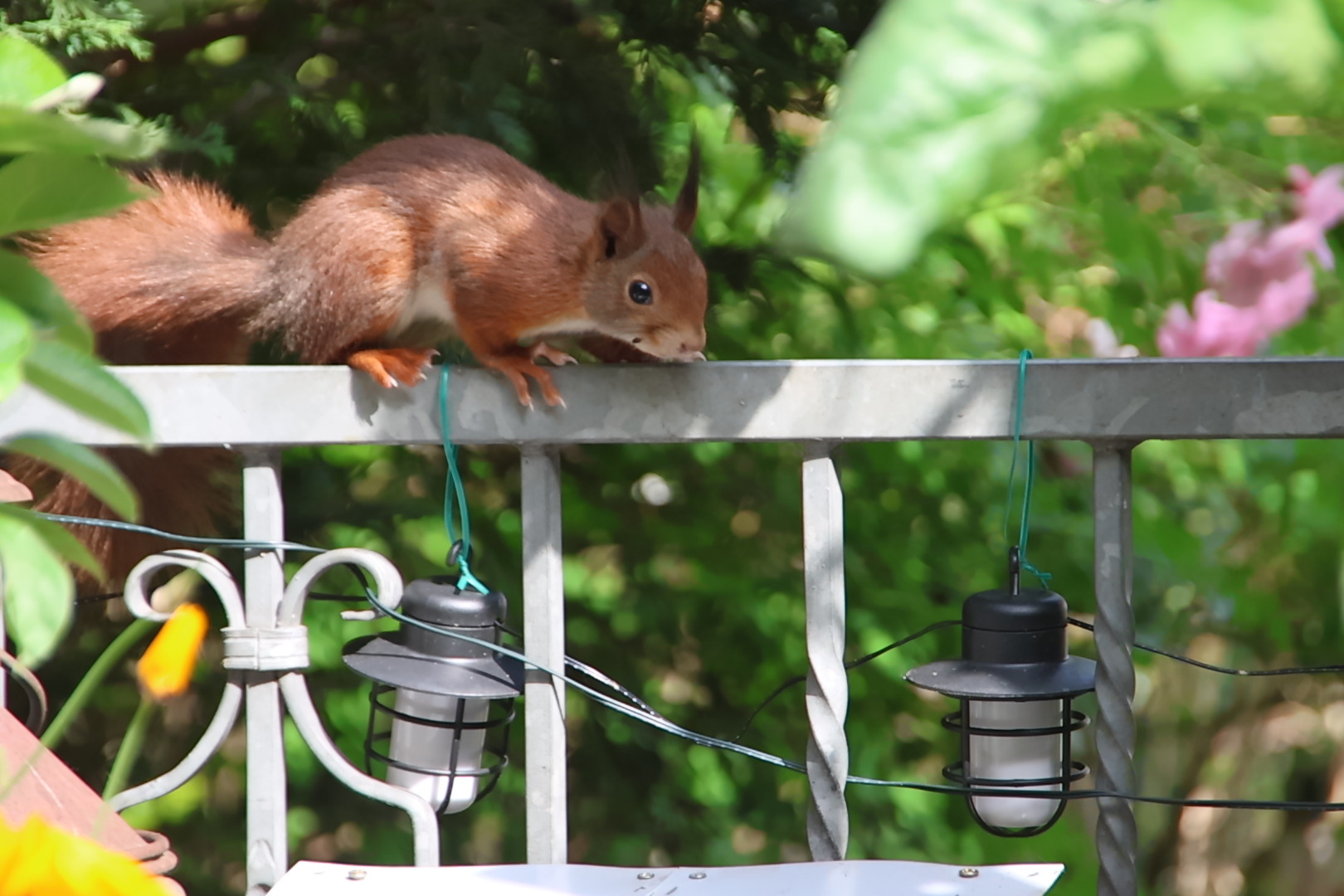 Wildtiere im eigenen Garten