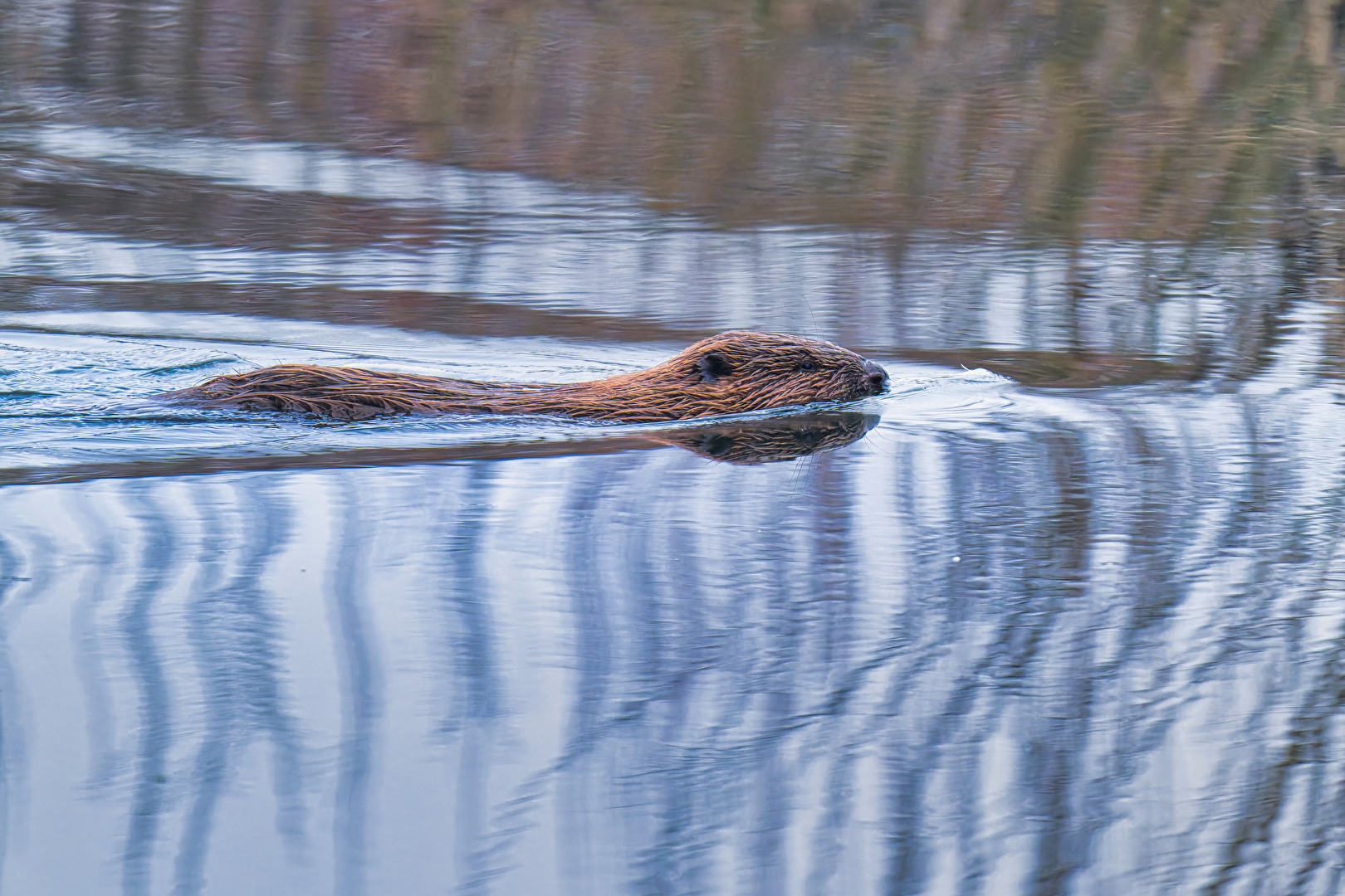 Biber im kalten Fluss