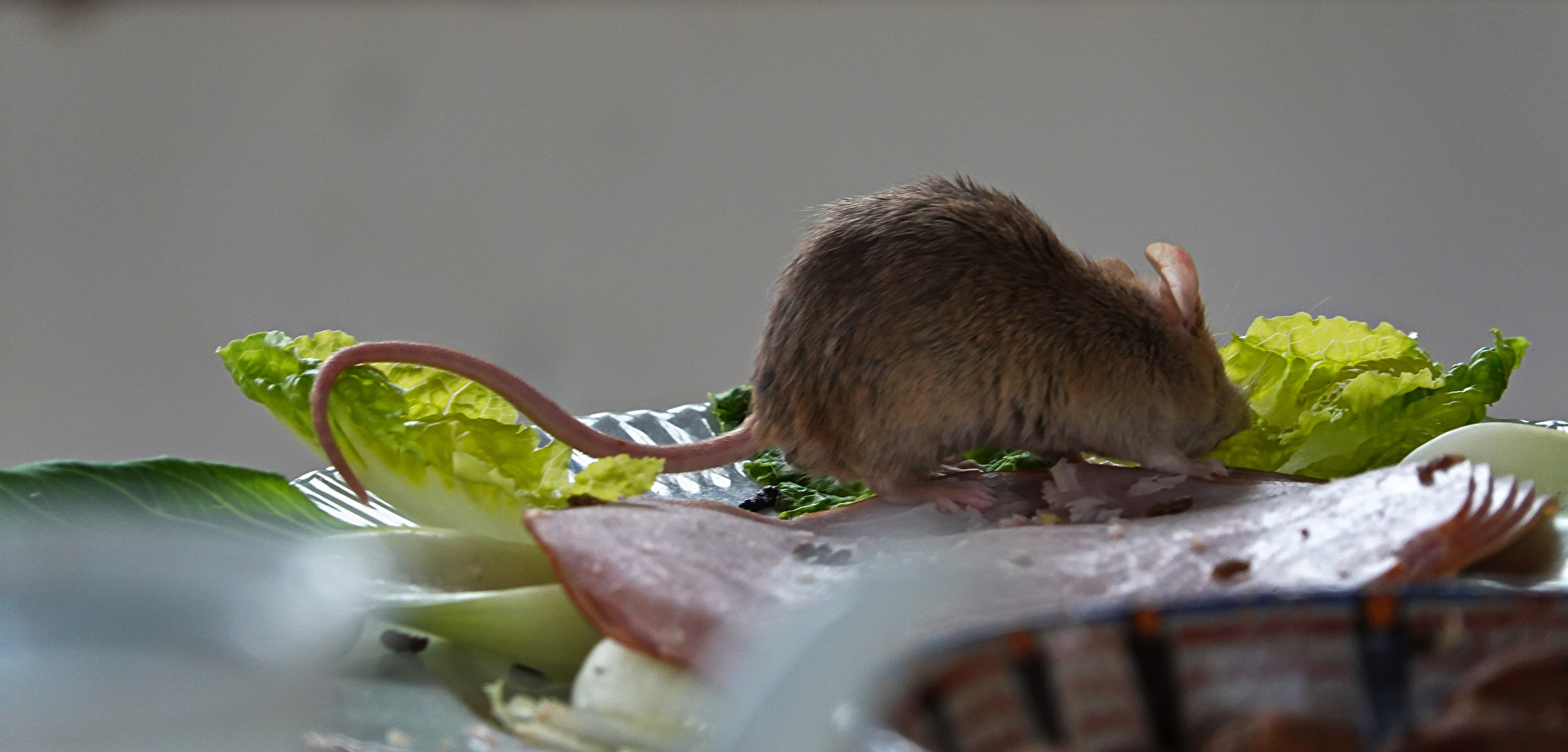 Die Maus auf dem Tisch