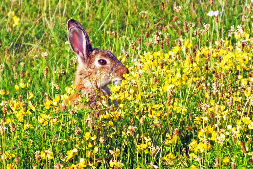 der Hase zwischen Gelb und Grün