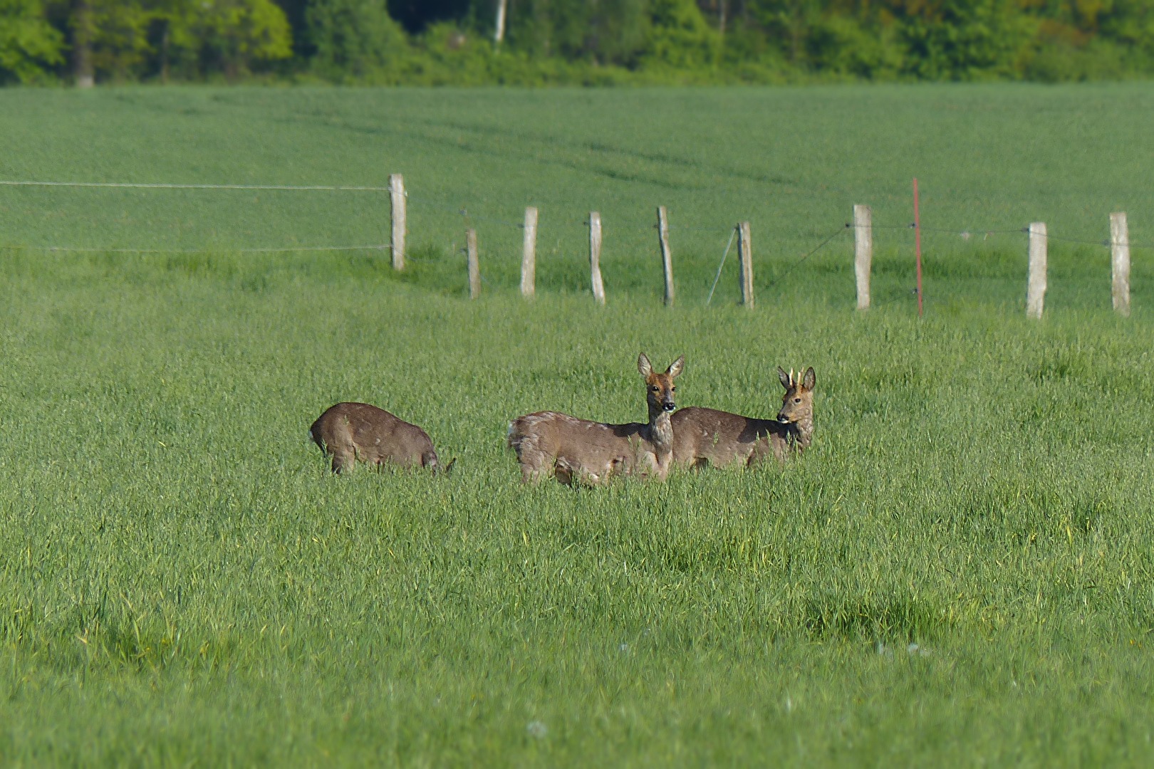 Abends auf der Wiese
