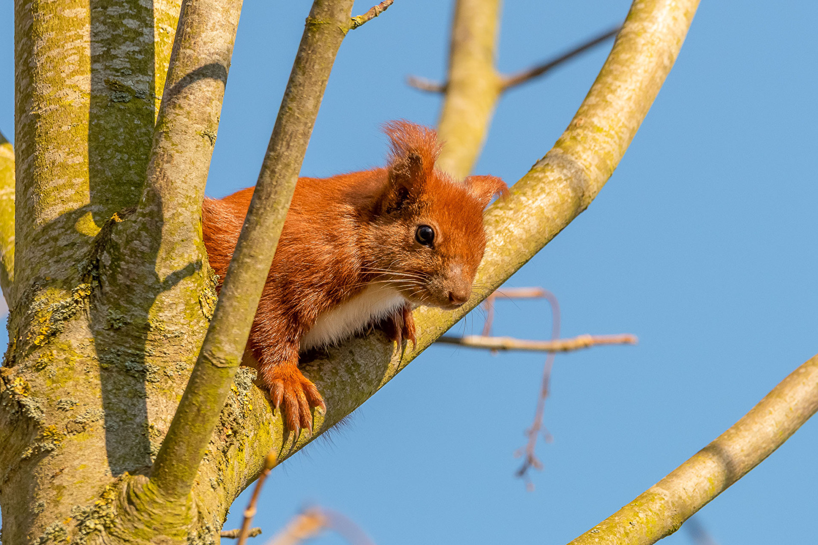 Eichhörnchen