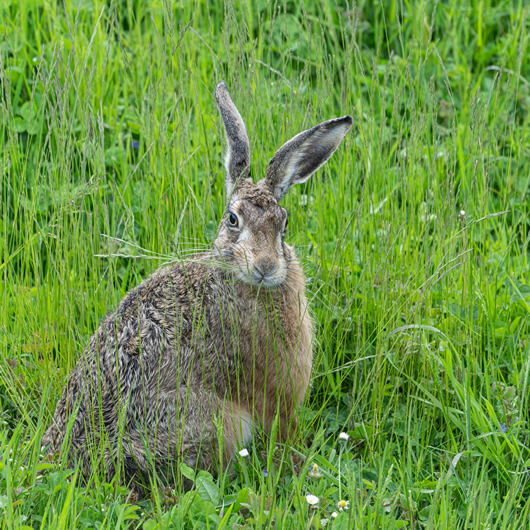 Hasenschmaus