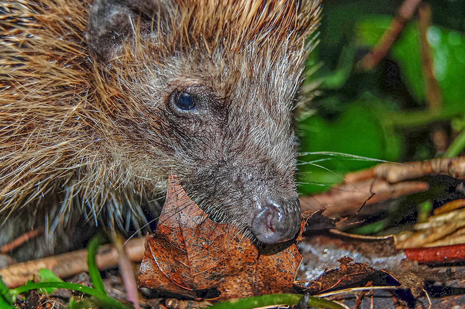 Igel