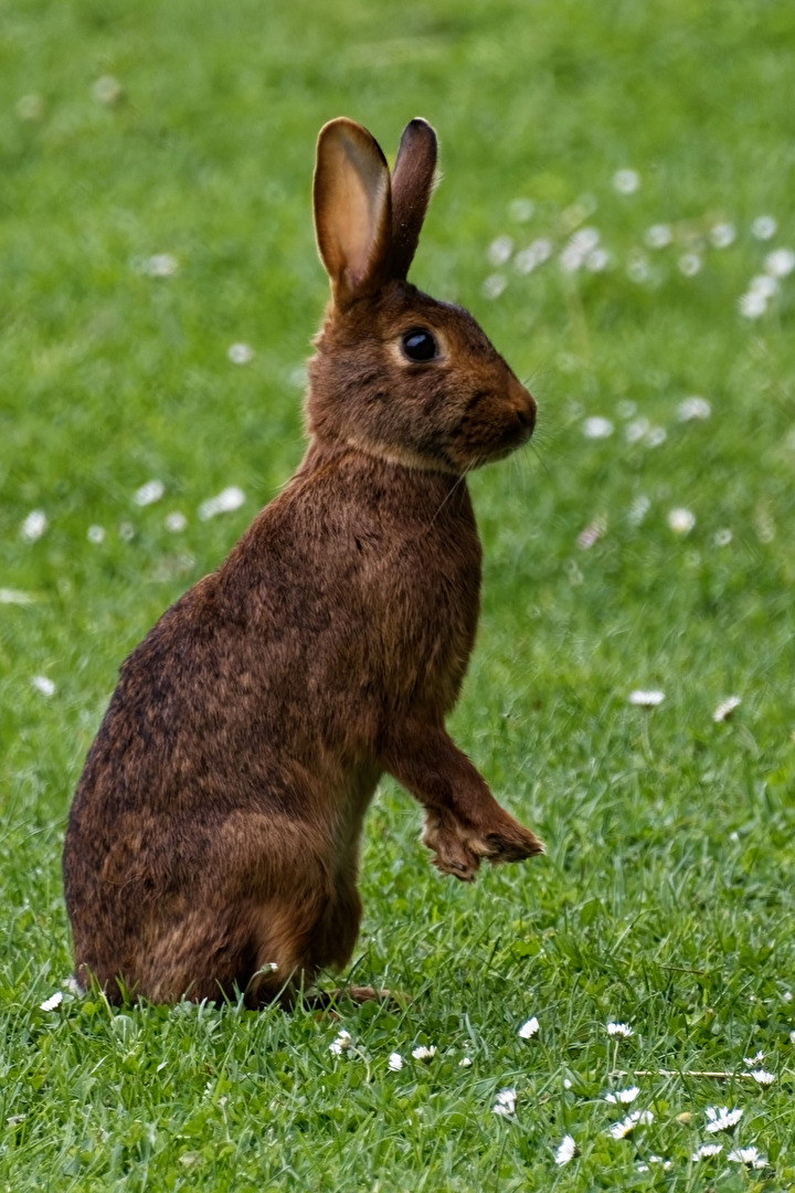 Kaninchen