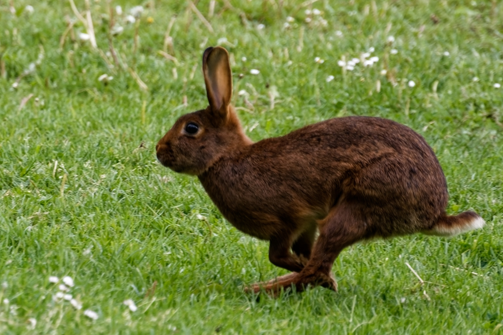 Rabbit