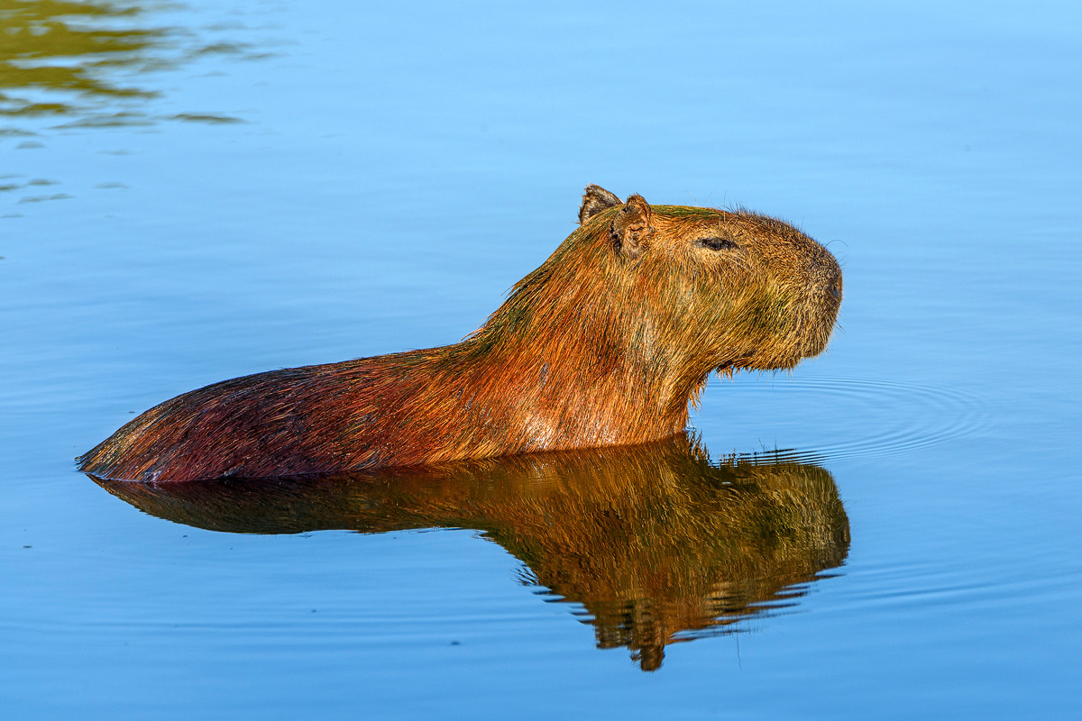 Wasserschwein